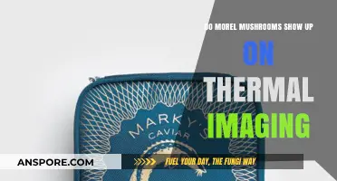 Thermal Imaging and Morel Mushrooms: Can Technology Spot Elusive Fungi?