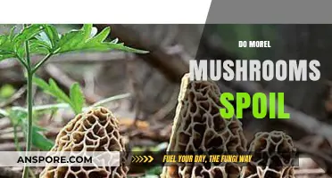 Do Morel Mushrooms Spoil? Storage Tips and Shelf Life Explained