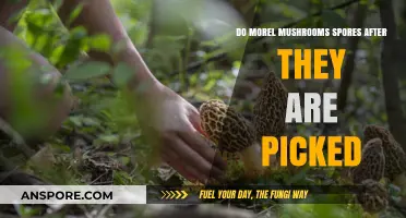 Do Picked Morel Mushrooms Still Release Spores? Exploring Post-Harvest Viability
