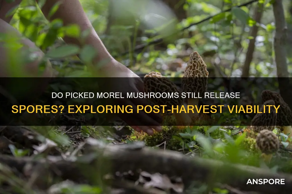 do morel mushrooms spores after they are picked