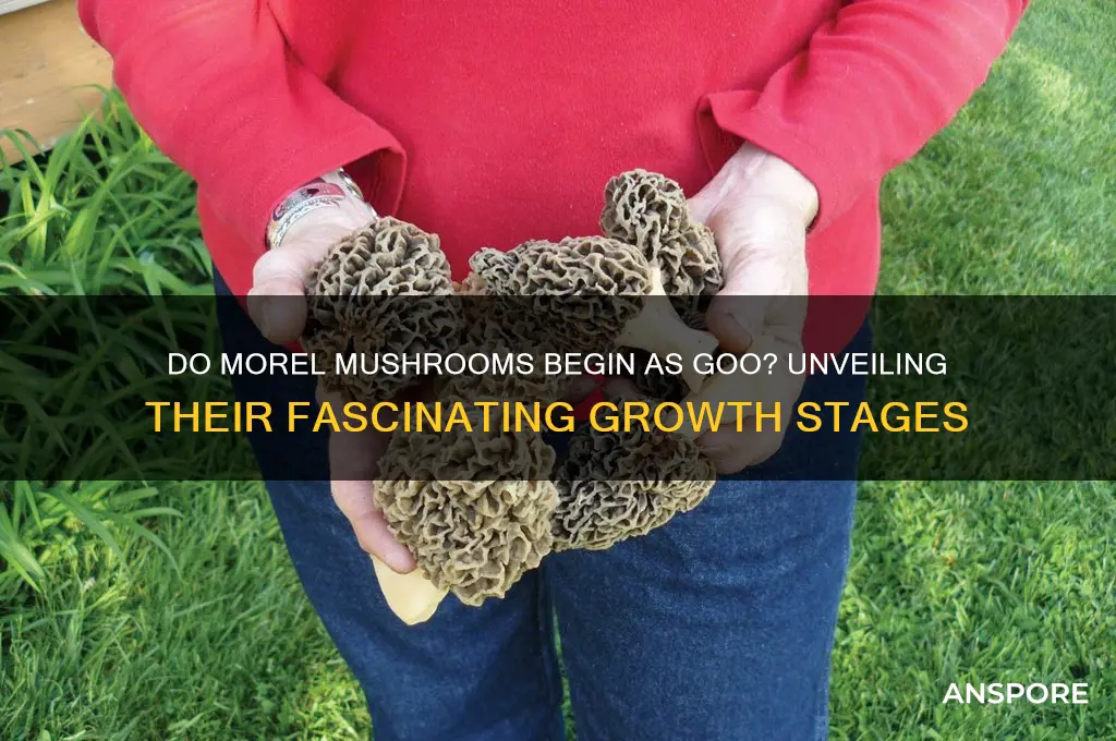 do morel mushrooms start as goo