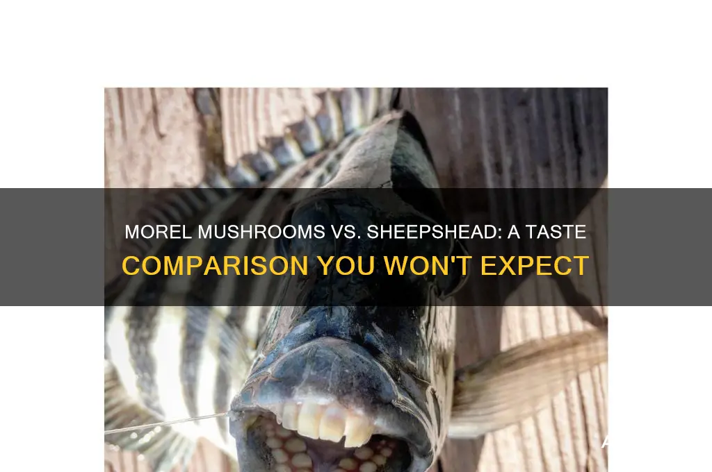 do morel mushrooms taste like sheepshead
