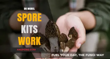 Do Morel Spore Kits Work? Unveiling the Truth for Mushroom Growers