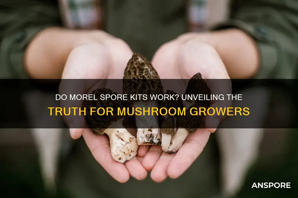 do morel spore kits work