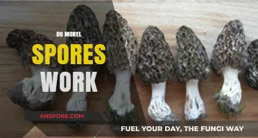 Do Morel Spores Work? Unlocking the Secrets of Mushroom Cultivation