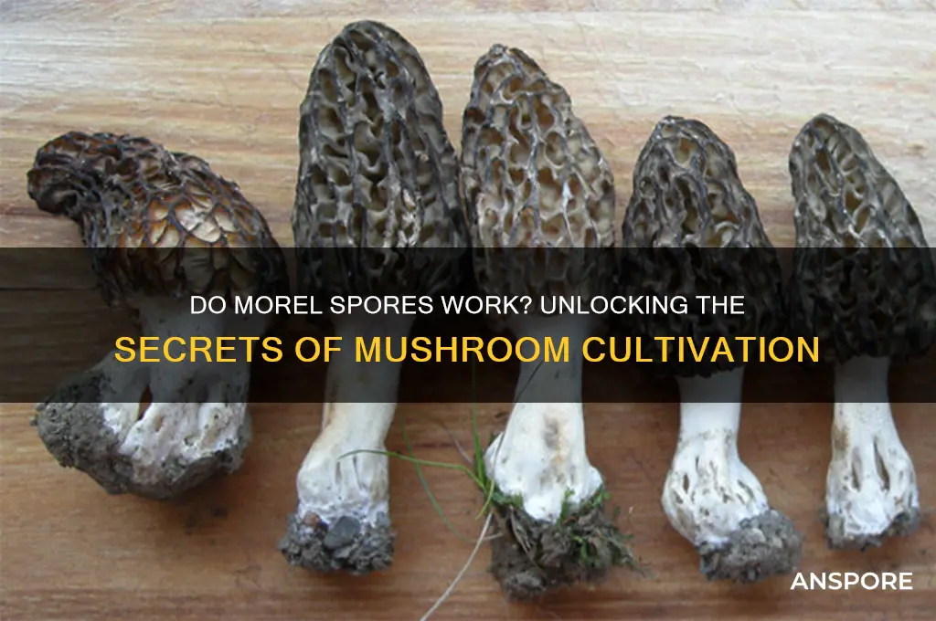 do morel spores work