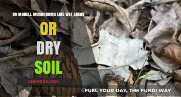 Morel Mushrooms: Wet Areas or Dry Soil Preference Explained