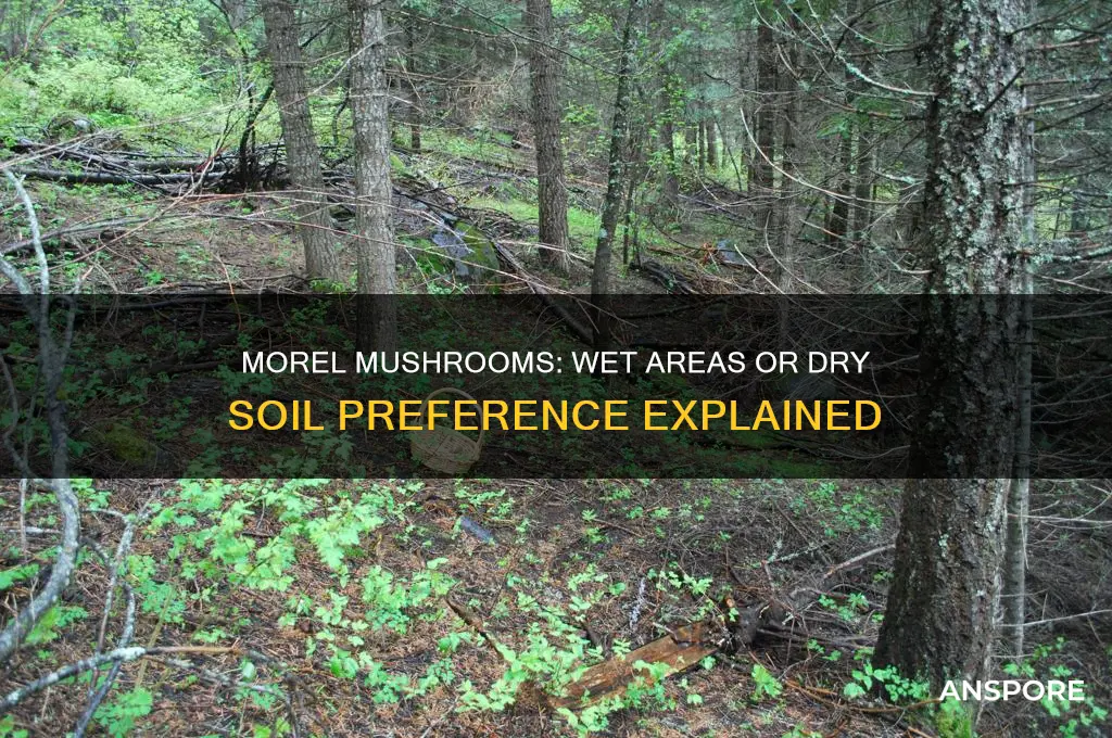do morell mushrooms like wet areas or dry soil