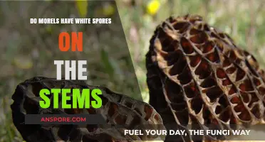 Do Morel Stems Have White Spores? Unraveling the Fungal Mystery