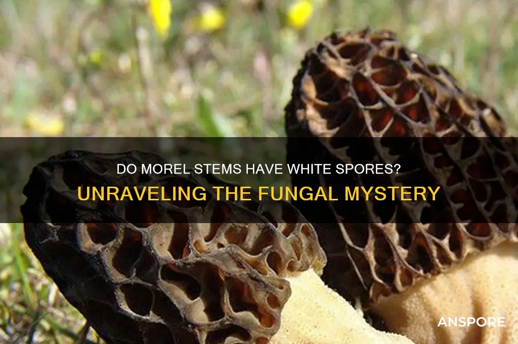 do morels have white spores on the stems