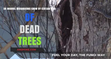 Morel Mushrooms and Dead Trees: Uncovering Their Unique Growth Relationship