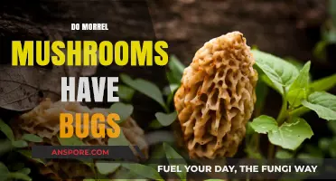 Morrel Mushrooms: Insect Infestation or Not?
