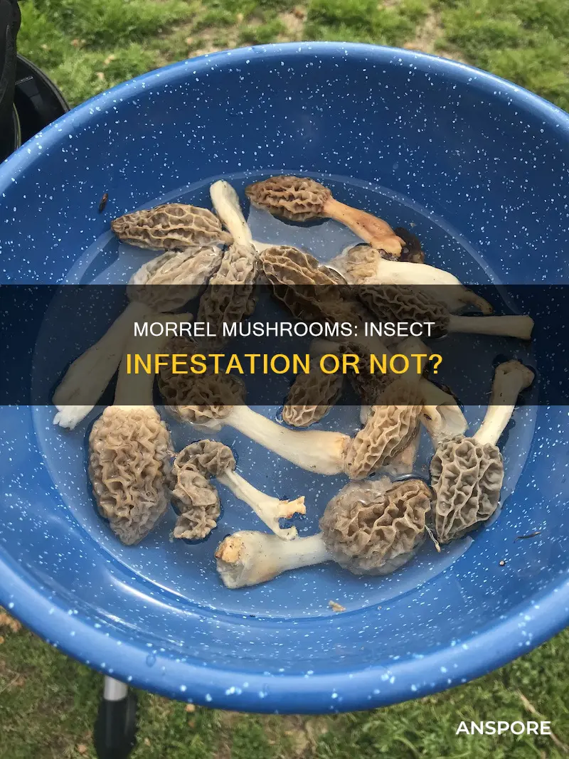 do morrel mushrooms have bugs