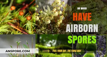 Do Mosses Release Airborne Spores? Unveiling the Truth About Moss Reproduction