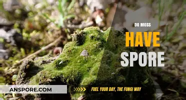 Do Moss Plants Produce Spores? Unveiling the Truth About Moss Reproduction