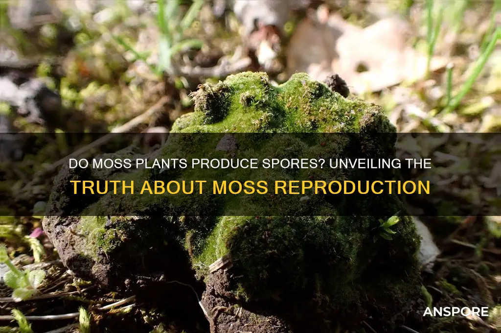 do moss have spore