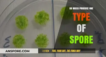Do Mosses Produce Only One Type of Spore? Unveiling the Truth