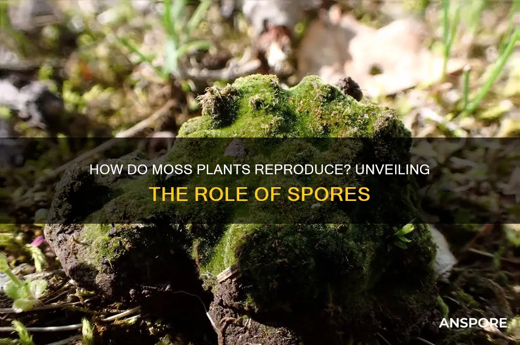 do moss reproduce by spores