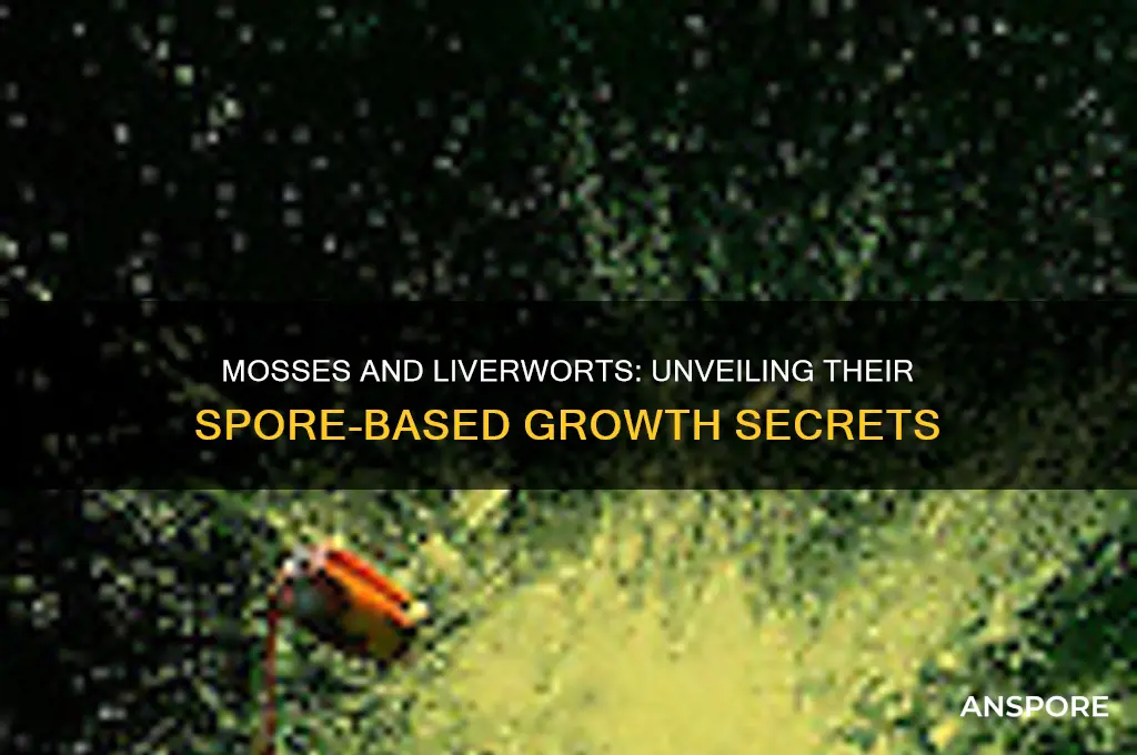 do mosses and liverworts grow from spores