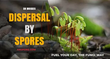 How Mosses Disperse: The Role of Spores in Their Survival