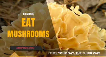 Do Moths Eat Mushrooms? Uncovering the Truth About Their Diet