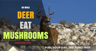 Do Mule Deer Eat Mushrooms? Exploring Their Foraging Habits