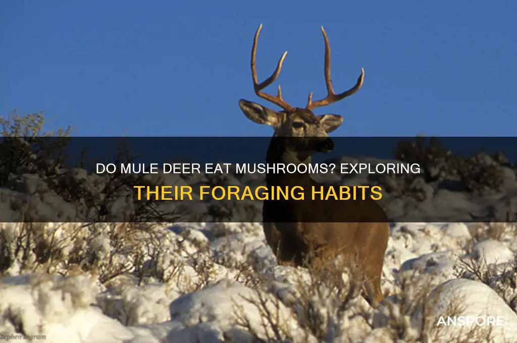 do mule deer eat mushrooms