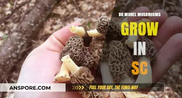 Do Morel Mushrooms Thrive in South Carolina's Climate and Soil?