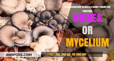 Mushroom Benefits: Fruiting Bodies vs. Mycelium – Which is Superior?