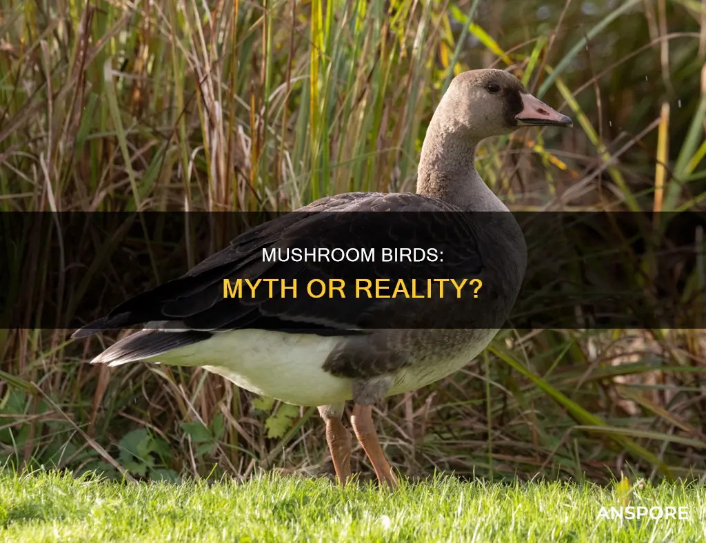 do mushroom birds exist