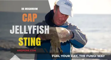 Mushroom Cap Jellyfish: Do They Sting?
