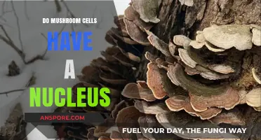 Exploring Mushroom Cells: Do They Contain a Nucleus?