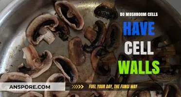 Do Mushroom Cells Have Cell Walls? Unveiling Fungal Structure Secrets