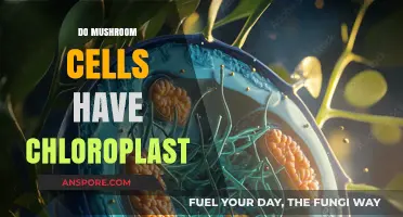 Mushroom Cells: Do They Have Chloroplasts?