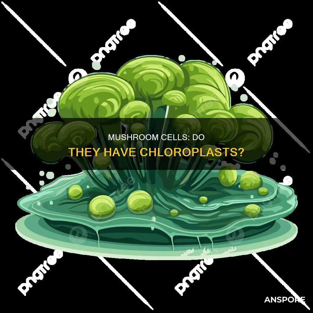 do mushroom cells have chloroplast