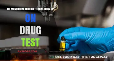 Will Mushroom Chocolate Bars Trigger a Positive Drug Test Result?