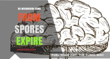 Do Mushroom Spores Expire? Understanding Their Lifespan and Viability