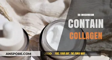 Mushroom Collagen Content: The Ultimate Guide