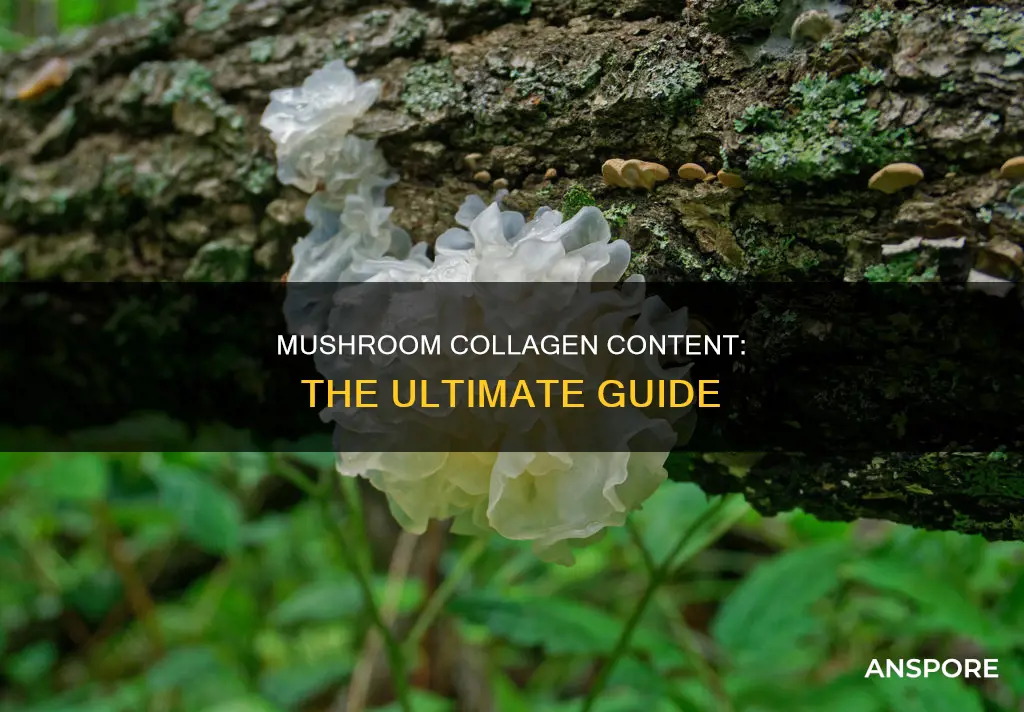 do mushroom contain collagen