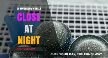 Why Mushroom Corals Close at Night: Unveiling Their Nocturnal Behavior