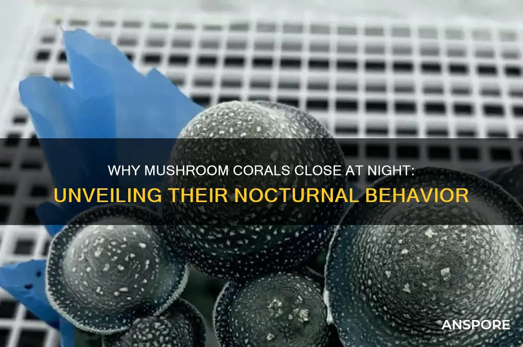 do mushroom corals close at night