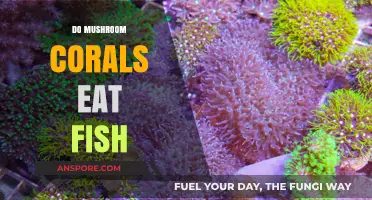 Do Mushroom Corals Eat Fish? Unveiling the Truth Behind the Myth