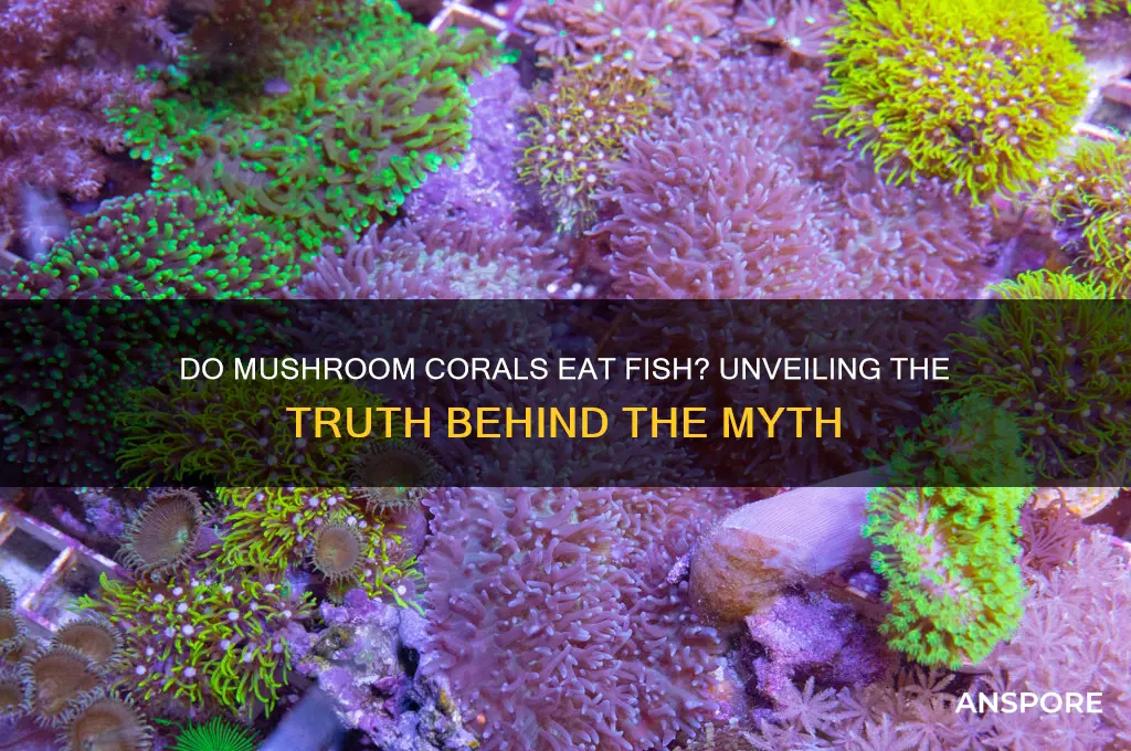 do mushroom corals eat fish