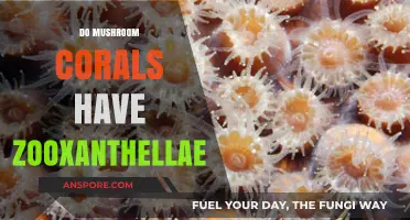 Mushroom Corals and Zooxanthellae: A Symbiotic Relationship