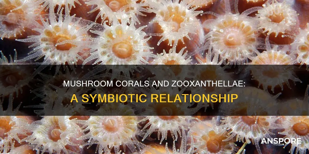 do mushroom corals have zooxanthellae
