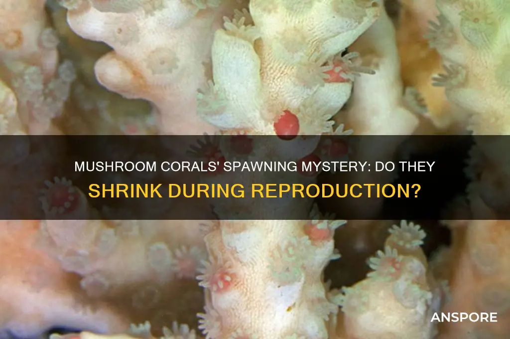 do mushroom corals shrink when spawning