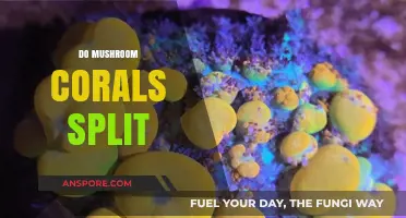 Mushroom Corals: How to Split and Care for Them