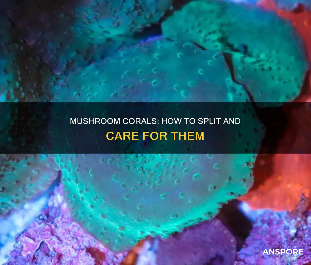 do mushroom corals split