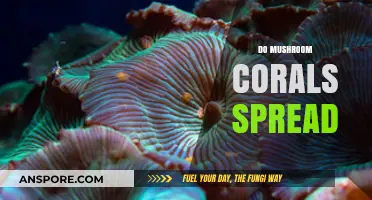 Mushroom Corals: How They Spread and Thrive