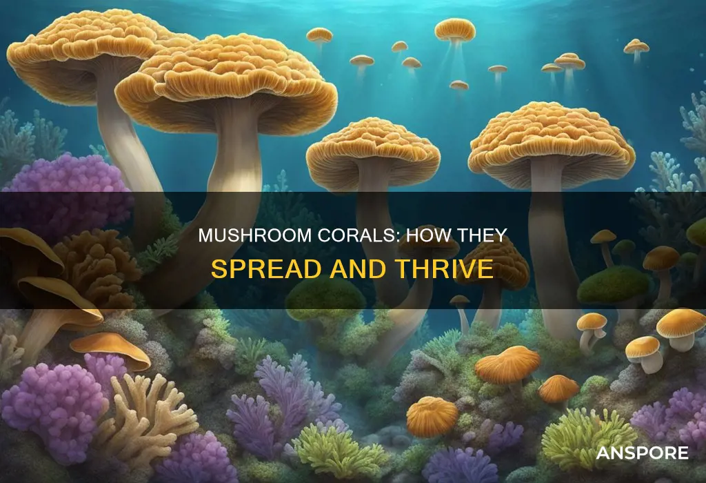 do mushroom corals spread